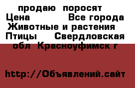 продаю  поросят  › Цена ­ 1 000 - Все города Животные и растения » Птицы   . Свердловская обл.,Красноуфимск г.